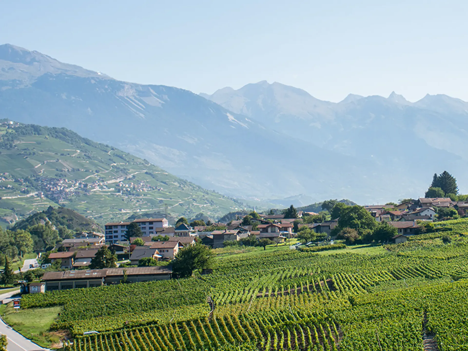 Vignes / Zones agricoles