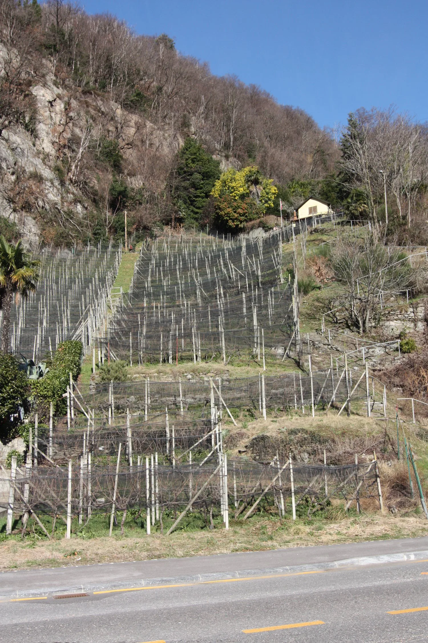 Terreno vignato/agricolo, con 400 gambe di merlot